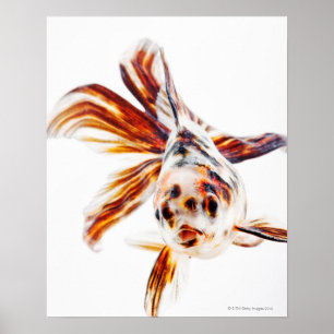 Affiches Calico Fantail Comet (Carassius)