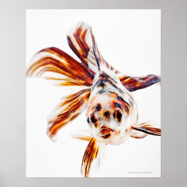 Affiches Calico Fantail Comet (Carassius) (Devant)