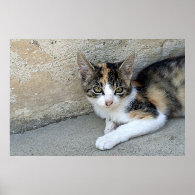 Affiches Calico Kitten (Devant)