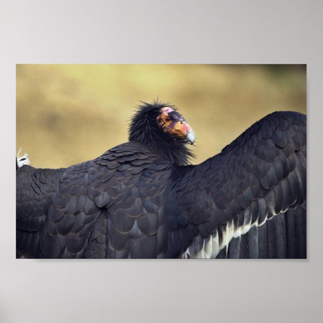 Affiches California condor (Devant)