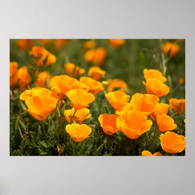 Affiches California poppies (Devant)
