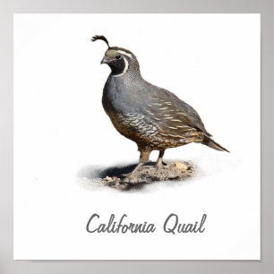 AFFICHES CALIFORNIA QUAIL