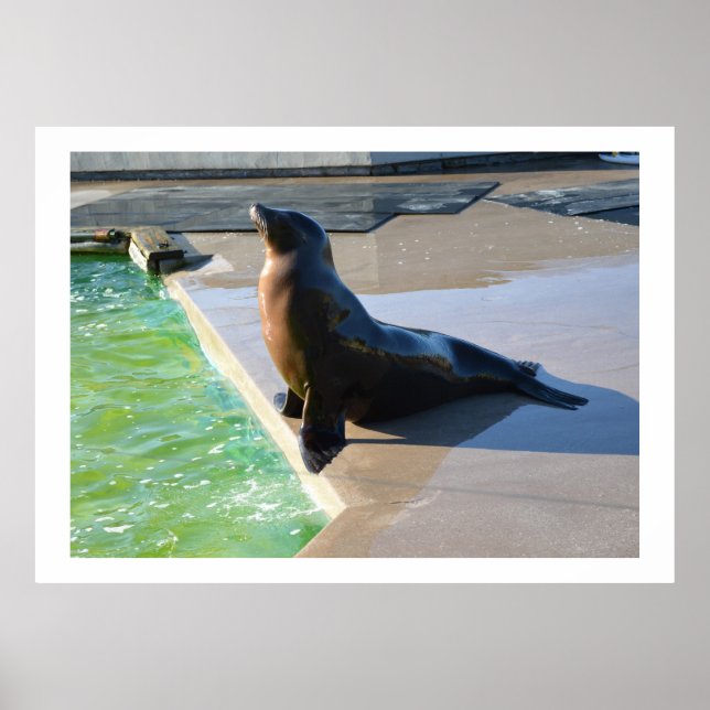 Affiches Californian sea lion (Devant)