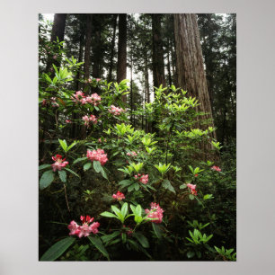 Affiches Californie, parc d'État des Redwoods de la côte De