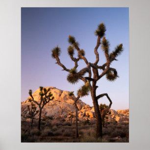 Affiches Californie, Parc national de Joshua Tree, Joshua