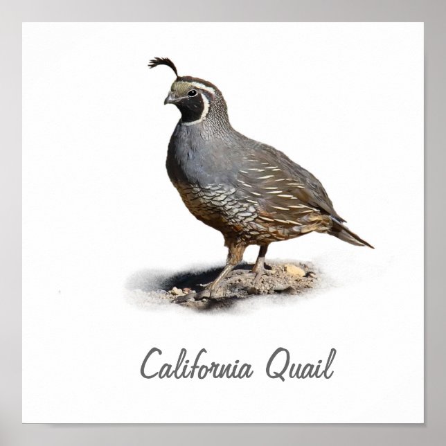 AFFICHES CALIFORNIE QUAIL (Devant)