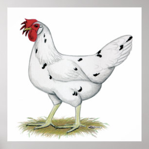 Affiches Californie White Hen