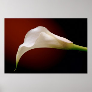 Affiches calla