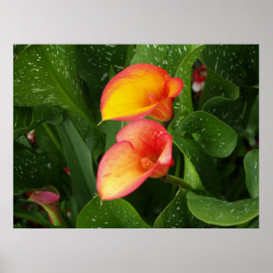 Affiches Calla de flamme