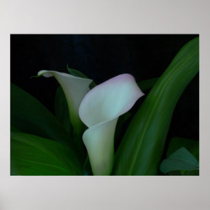 Affiches calla lily