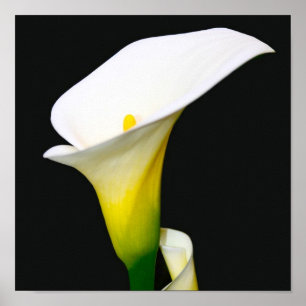 AFFICHES CALLA LILY