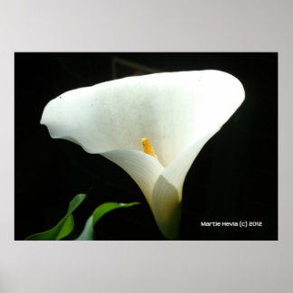 Affiches Calla Lily en noir