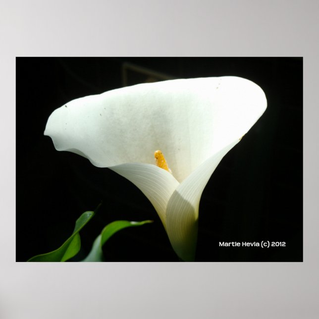 Affiches Calla Lily en noir (Devant)