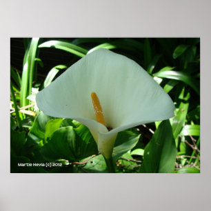 Affiches Calla Lily en vert