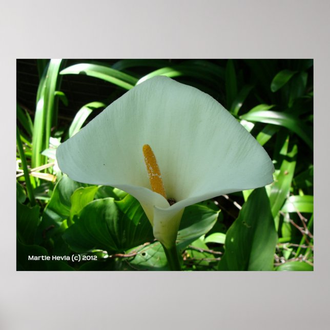 Affiches Calla Lily en vert (Devant)