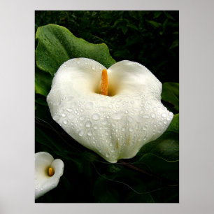 Affiches Calla Lilys