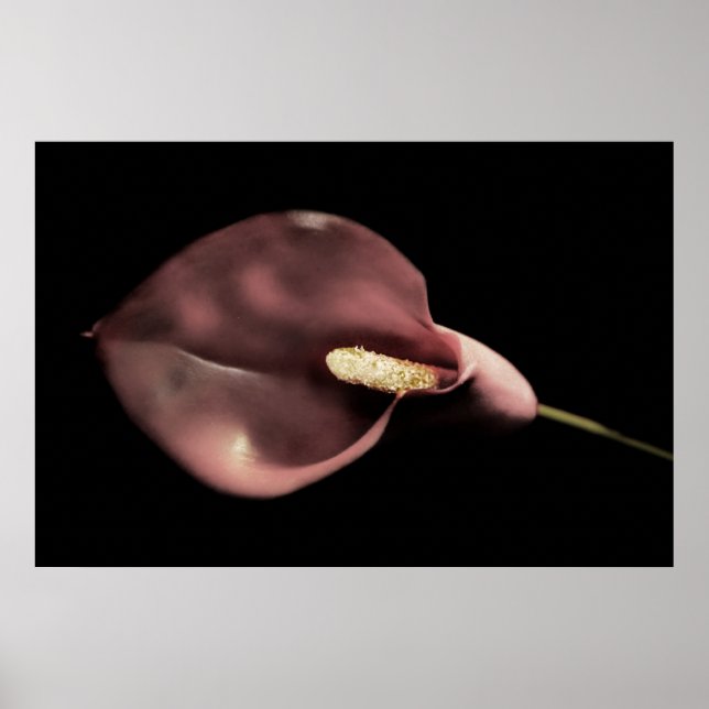 Affiches Calla rose (Devant)