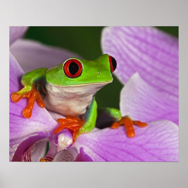 Affiches Callidryas agalychnis. (Devant)