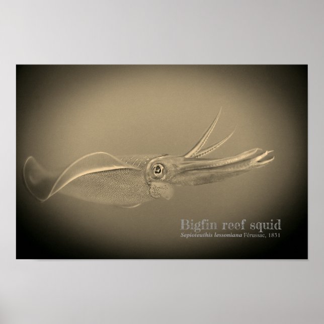 Affiches calmar de Bigfin, Sepioteuthis lessoniana, (Devant)