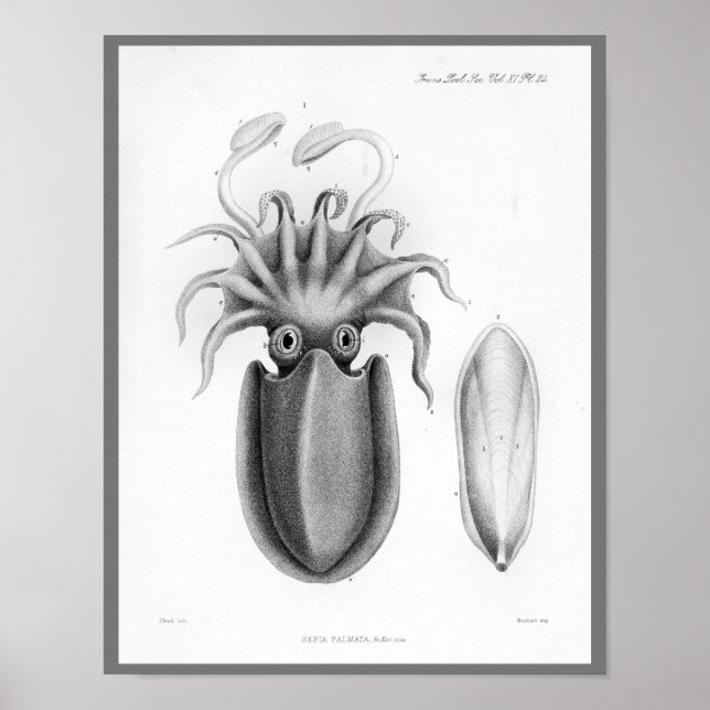 Affiches Calmar Vintage Céphalopod Mer Créatures Art Imprim (Devant)