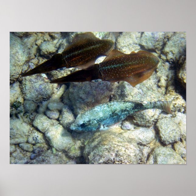 Affiches Calmar Wannabe (Devant)