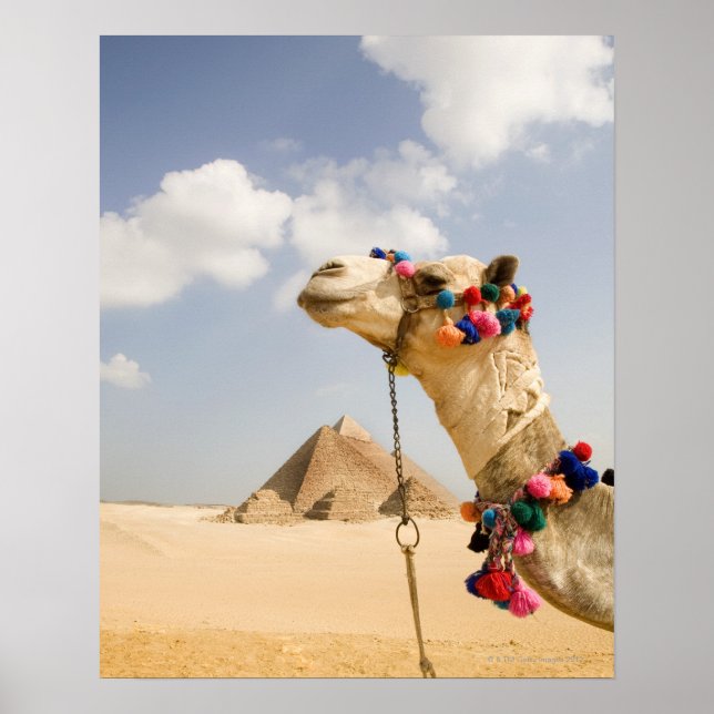 Affiches Camel avec Pyramides Gizeh, Egypte (Devant)