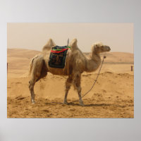 Camel in the desert