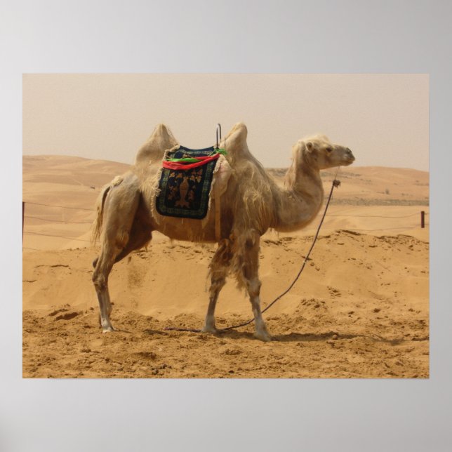 Affiches Camel in the desert (Devant)