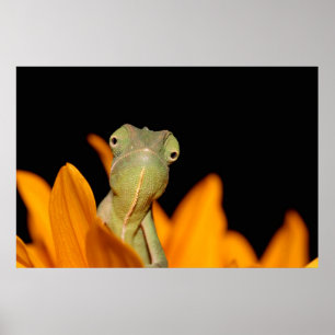 Affiches caméléon