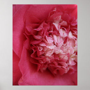 Affiches Camélia de roses indien