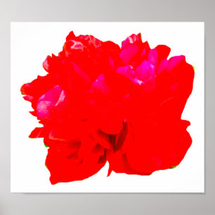 Affiches Camelia Pop Red