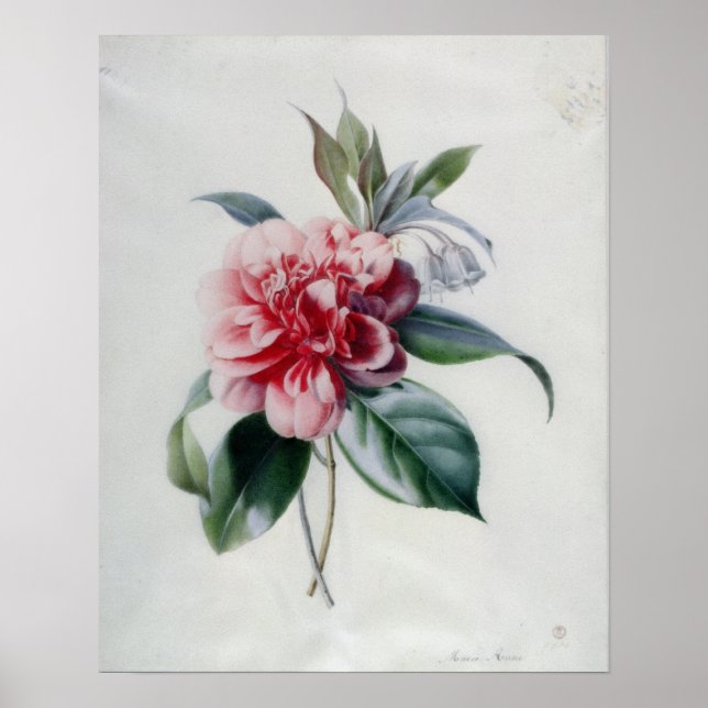 Affiches Camellia (Devant)