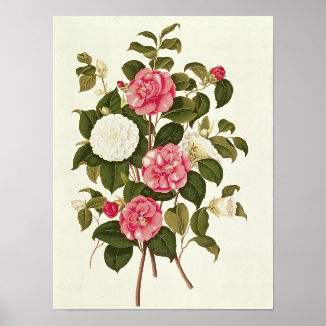 Affiches Camellia de "Une monographie sur le genre" (Devant)