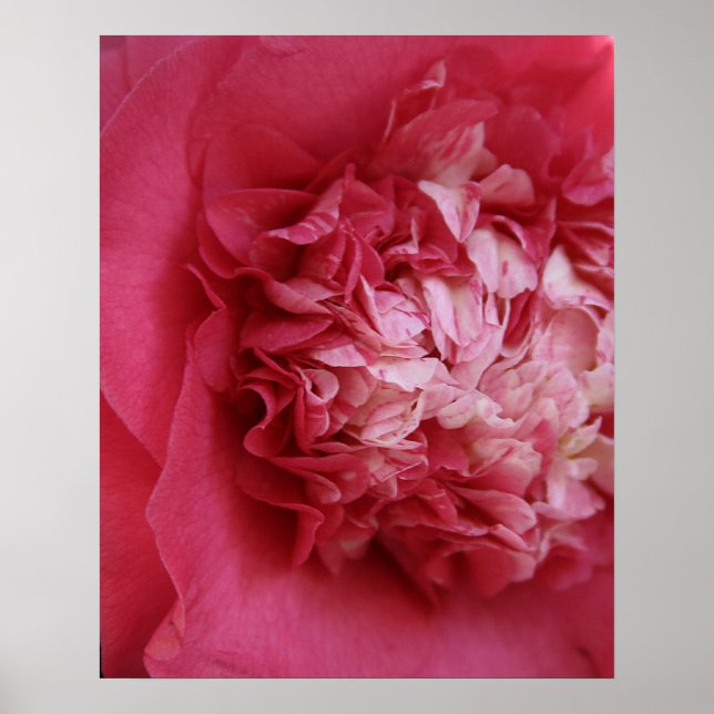 Affiches Camellia rose chaud (Devant)