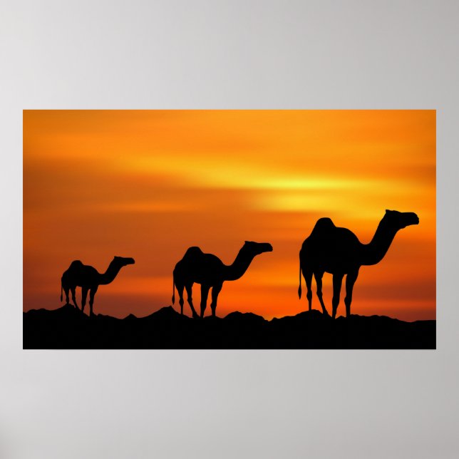 Affiches Camels au coucher du soleil (Devant)