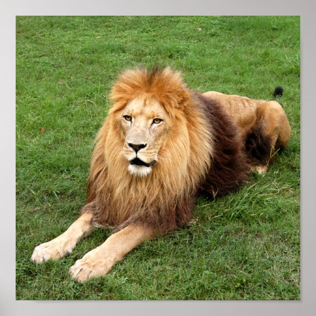 Affiches Cameron 1 11x11 (Devant)