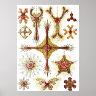 Affiches Camomille sauvage par Ernst Haeckel, Nature vintag