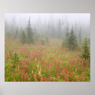 Affiches Canada, Colombie-Britannique, Revelstoke National