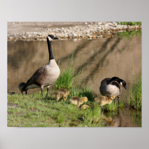 Affiches Canada Goose Family Wildlife