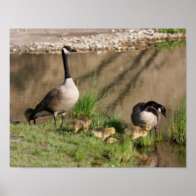 Affiches Canada Goose Family Wildlife (Devant)