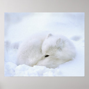 Affiches Canada, Manitoba, Churchill. Renard arctique