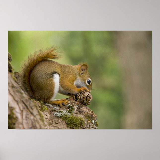 Affiches Canada, Nouvelle-Écosse, Halifax. Jardins publics, (Devant)