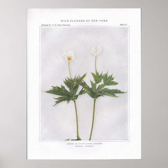 Affiches Canada ou anémone à feuilles rondes (Devant)