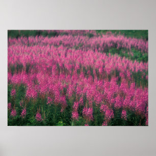 Affiches Canada, Québec, Gaspé. Fleurs de Lythrum pourpre,