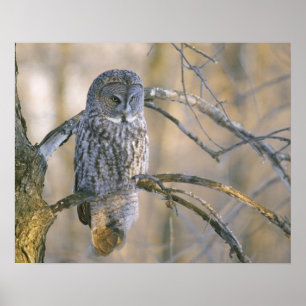 Affiches Canada, Québec. Grand-duc perché sur un arbre