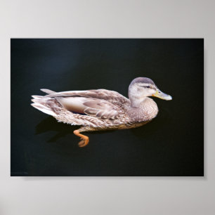 Affiches Canard 907b