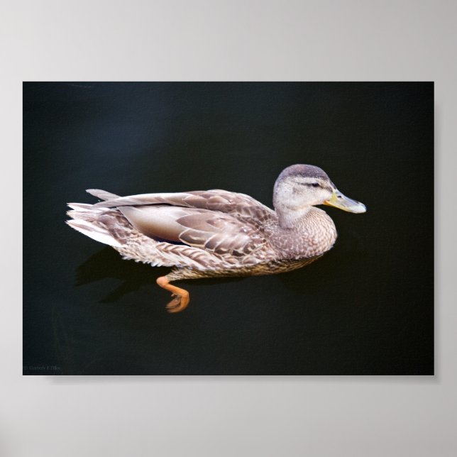Affiches Canard 907b (Devant)
