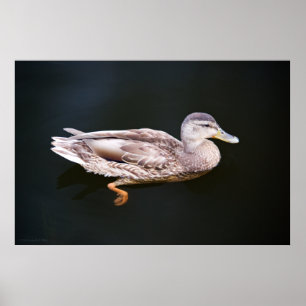 Affiches Canard 907b