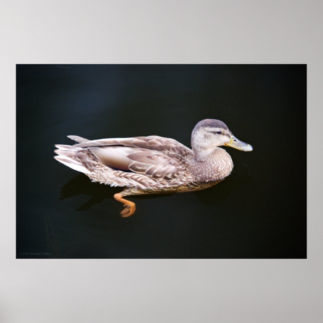 Affiches Canard 907b (Devant)