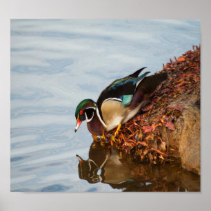 Affiches Canard à bois sur le rivage